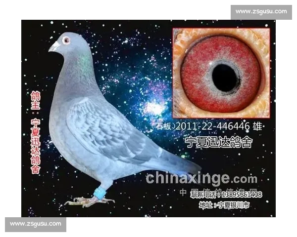 信鸽比赛奖金的金额范围与不同赛事类型和赛程的影响分析
