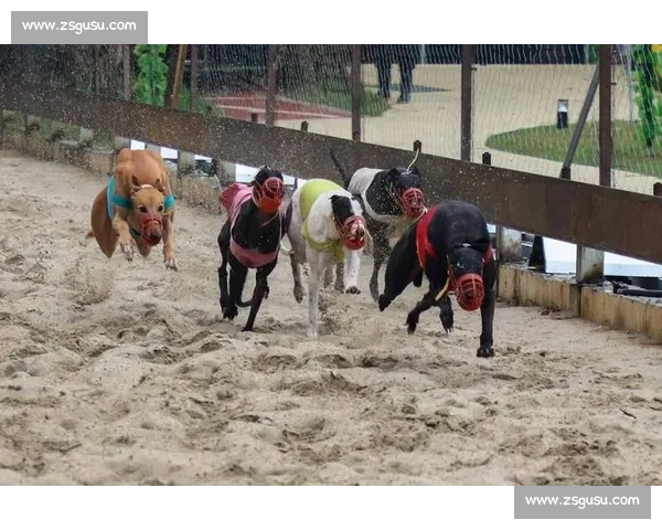 格力犬黑头竞技场上速度与激情的巅峰对决精彩瞬间回顾